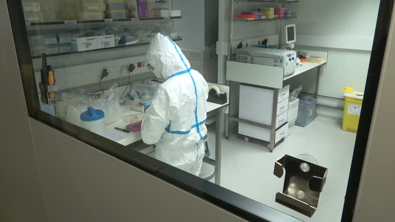 La transmission interhumaine, "c'est le pire scénario": face à des cas de grippe aviaire transmis à des mammifères en France, les scientifiques restent en alerte