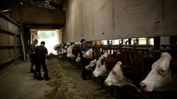 Un vétérinaire vaccine des vaches contre la dermatose dans une ferme d'Aviernoz, le 22 juillet 2025 en Savoie.