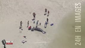 Ces baigneurs sauvent un lamantin échoué sur une plage de Floride