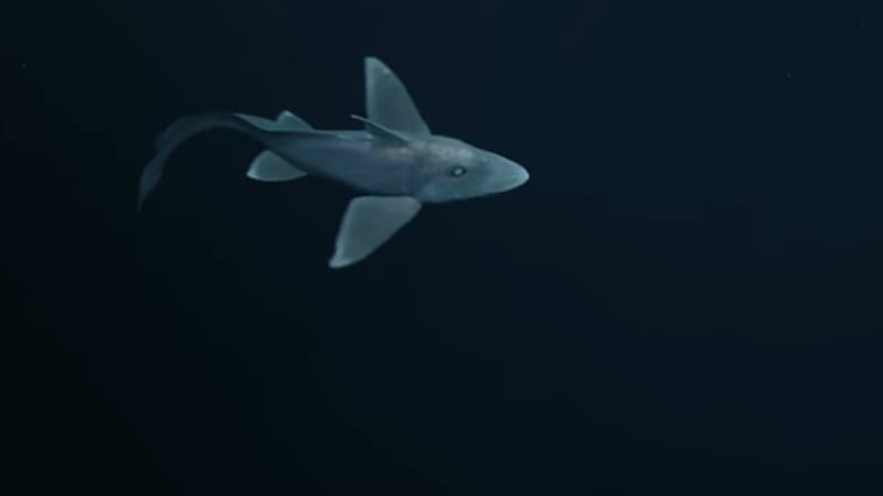 Le requin fantôme