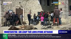 Alpes-de-Haute-Provence: un loup tué lors d'une attaque de troupeau à Montjustin