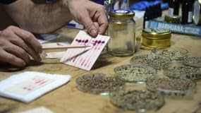 Des tests sur l'usage thérapeutique du cannabis sont effectués au laboratoire Cannalivio, en Colombie.