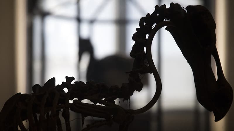 Cette photo prise le 16 septembre 2014 montre le squelette d'un dodo, un oiseau éteint, dans la grande galerie de l'Évolution du Muséum d'histoire naturelle de Paris.