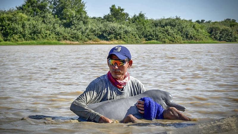 Deux dauphins roses, espèce menacée d'extinction, sauvés en Colombie