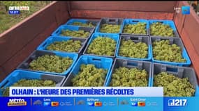 Pas-de-Calais: l'heure des premières récoltes à Olhain