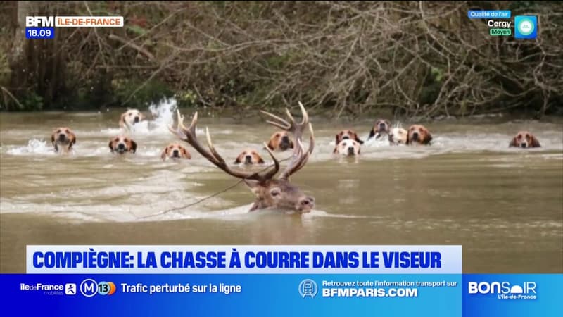 Compiègne: des associations dénoncent la pratique de la chasse à courre