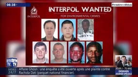 Interpol lance un avis de recherche mondial pour retrouver sept auteurs de crimes environnementaux