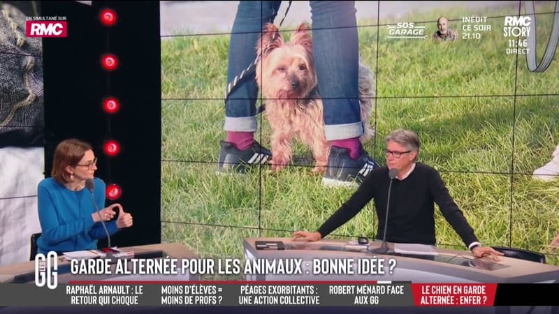 Garde alternée des animaux: "On est dans une époque pivot où l'animal de compagnie n'est plus un bien meuble.Et le droit évolue avec la société", assure Barbara Lefebvre