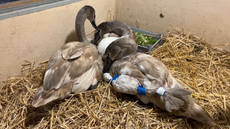 Les trois cygnes blessés les 17 octobre sont hors de danger. 