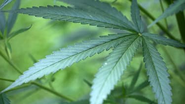 L'homme cultivait du cannabis quand les gendarmes ont sonné à sa porte.