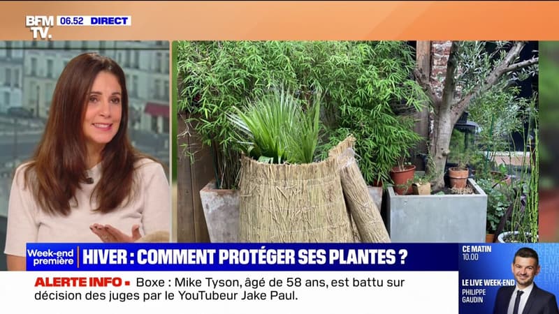 Comment bien protéger ses plantes en hiver ?