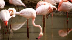 De nombreux animaux sont au zoo de Vincennes, à Paris, parmis lesquls les lions, girafes, lamantin, pumas, rhinos, zèbres, loutres, vautours, lémuriens et.... les flamands rose.