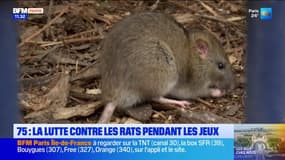 Paris: la lutte contre les rats continue pendant les JO