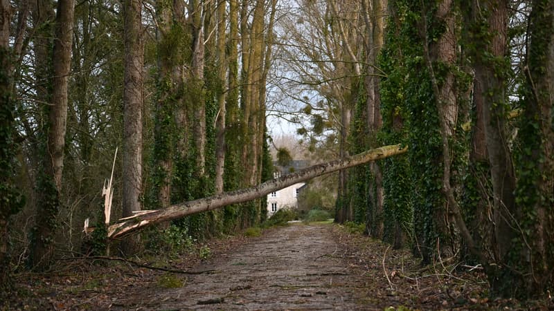 "Les risques sont toujours présents": après le passage de la tempête Goretti, l'ONF déconseille les balades en forêt