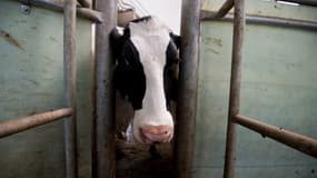 Le cas de vache folle détecté en Irlande est le premier depuis 2013. (photo d'illustration)