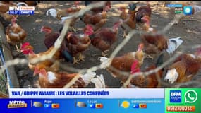 Var / Grippe Aviaire : les volailles confinées 