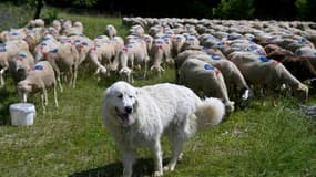 Un patou monte la garde à côté d'un troupeau de moutons, le 27 juin 2024 à Saint-Etienne-les-Orgues, dans les Alpes-de-Haute-Provence