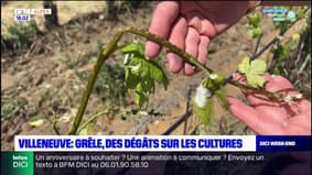 Alpes-de-Haute-Provence: les dégâts causés par la grêle dans les cultures de Villeneuve