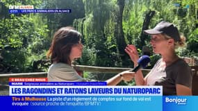 C beau chez nous: les ragondins et ratons laveurs du Naturoparc