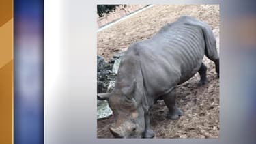 Deux prénoms ont été gravés sur le dos de l'animal