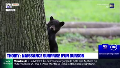 Yvelines: une naissance surprise d'un ourson au safari de Thoiry