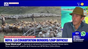 Alpes-Maritimes: des moyens contre la prédation du loup qui "ne suffisent plus"