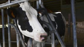 Une vache frisonne Holstein est photographiée le 10 septembre 2019 à la ferme d'agriculture biologique Iris à Lesignano de Bagni, près de Parme.