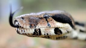 Un boa constrictor (photo d'illustration)