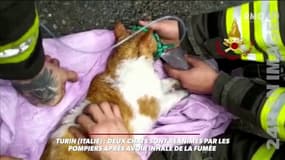 Italie: deux chats sauvés du feu par les pompiers
