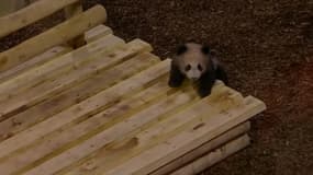 Le bébé panda du zoo de Beauval est désormais visible par le public. 