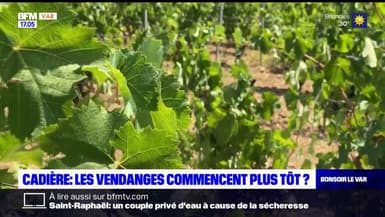 Var: des vendanges précoces à La Cadière-d'Azur