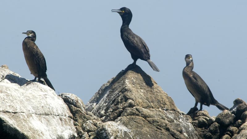 Des cormorans se sèchent sur l'île Rouzic. Juin 2004. (Photo d'illustration)