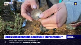 Quels champignons ramasser en Provence ?