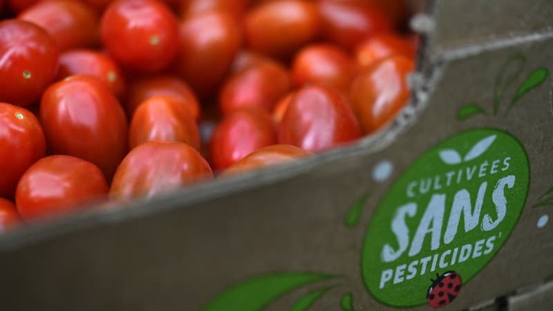 Des tomates cerises dans un bac en carton, cultivées sans pesticide.