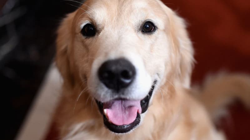 Posséder un chien réduirait de 36% les risques de mortalité cardio-vasculaire