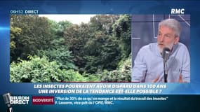 Disparition des insectes: "Il faut leur rendre de l'espace", alerte François Lasserre