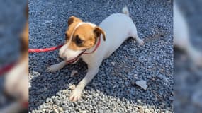 Six chiens ont été enfermés dans une maison à Marseille et découverts ce jeudi 1er septembre.
