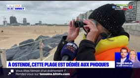 Belgique: une plage d'Ostende dédiée aux phoques
