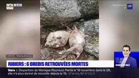 Hautes-Alpes: six brebis retrouvées mortes et quatre blessées dans une exploitation