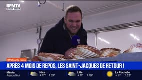 Les coquilles Saint-Jacques sont de retour 