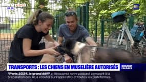Transports à Strasbourg: des ateliers proposés pour apprendre à mettre des muselières aux chiens
