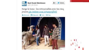 Les aventures de Serge le lama et ses amis d'un soir se poursuivent au cirque.
