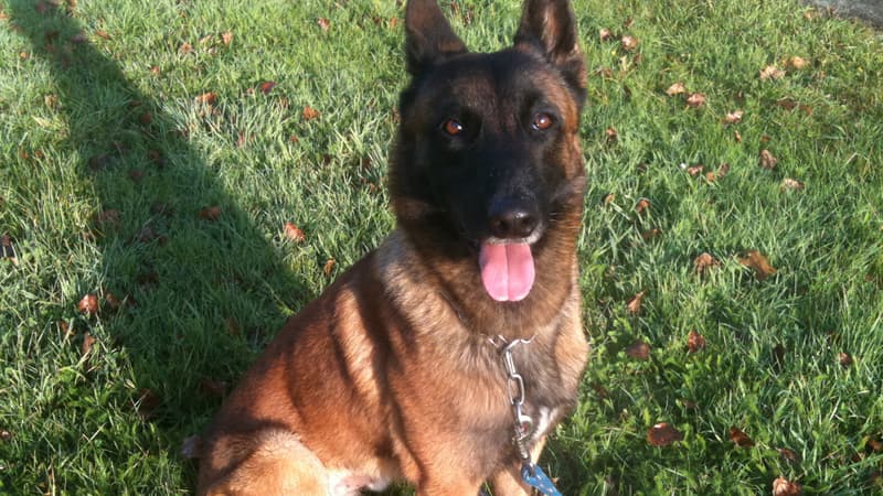 Une photo de Diesel, le chien du Raid tué dans l'assaut à Saint-Denis.