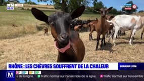 Rhône: les chèvres souffrent de la chaleur
