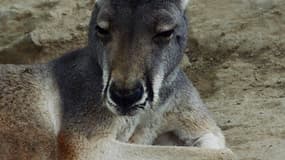 Une Australienne a dû être opérée après avoir été attaquée par un kangourou, ce dimanche dans l'Etat de Queensland (PHOTO D'ILLUSTRATION)
