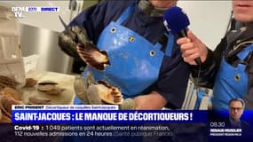 La coquille Saint-Jacques cherche ses décortiqueurs