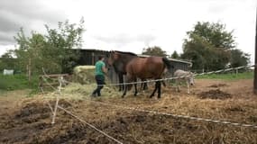 Plus de 20 départements connaissent aujourd’hui le phénomène des chevaux mutilés. Des actes de cruauté qui sont encore inexpliqués. Eric, propriétaire d’une jument victime de ces actes dans le Morbihan, témoigne ce jeudi soir sur BFMTV.