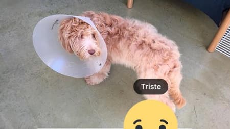 On va maintenant pouvoir témoigner de sa tristesse sur Facebook. 