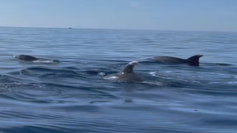 "UN MOMENT MAGIQUE": UNE QUINZAINE DE DAUPHINS APERÇUS AU LARGE DE LA PLAGE DU CASINO À BANDOL