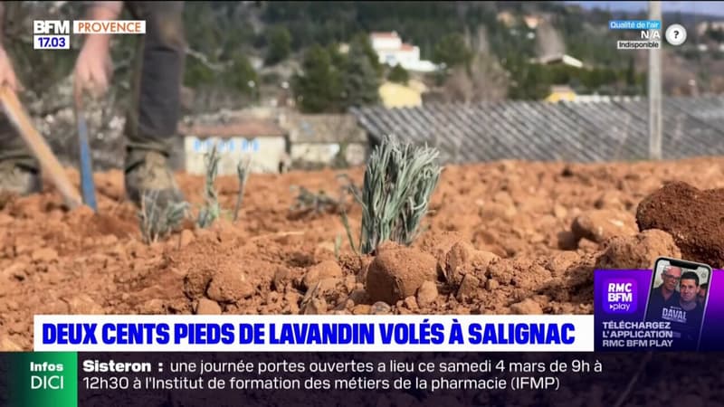Près de 200 jeunes pieds de lavandin volés à Salignac, une plainte déposée